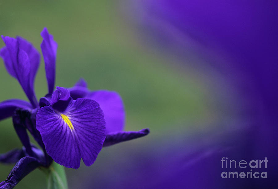 Iris Flowers #1 Photograph by Dr. John Brackenbury/science Photo Library