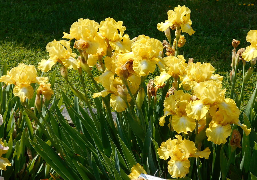 Another Iris Garden by Barbara Keith Another Iris Garden by Barbara Keith
