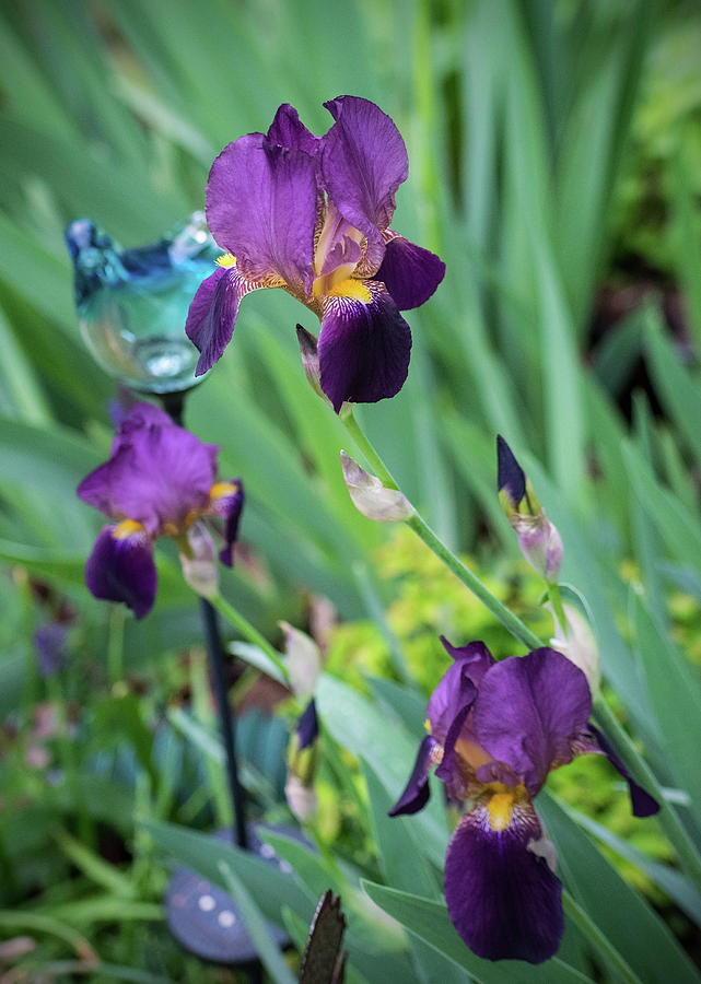 Iris Photograph - Iris in the Cottage Garden #2 by Lucy Banks
