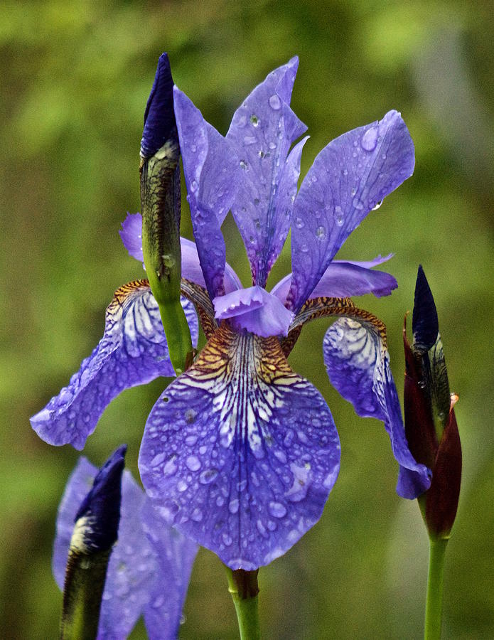 Iris in the Rain #1 Photograph by Richard Cummings