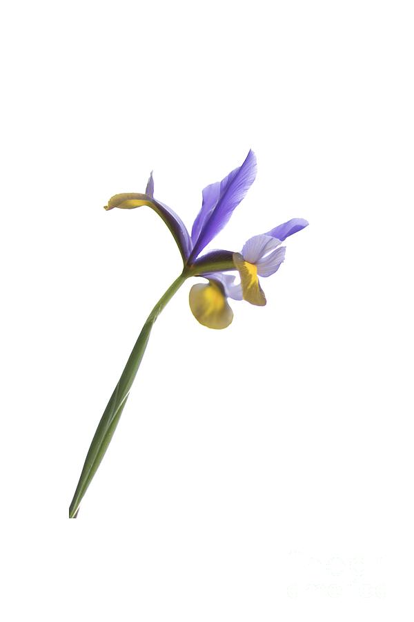 Iris Photograph - Iris on a transparent background #1 by Terri Waters