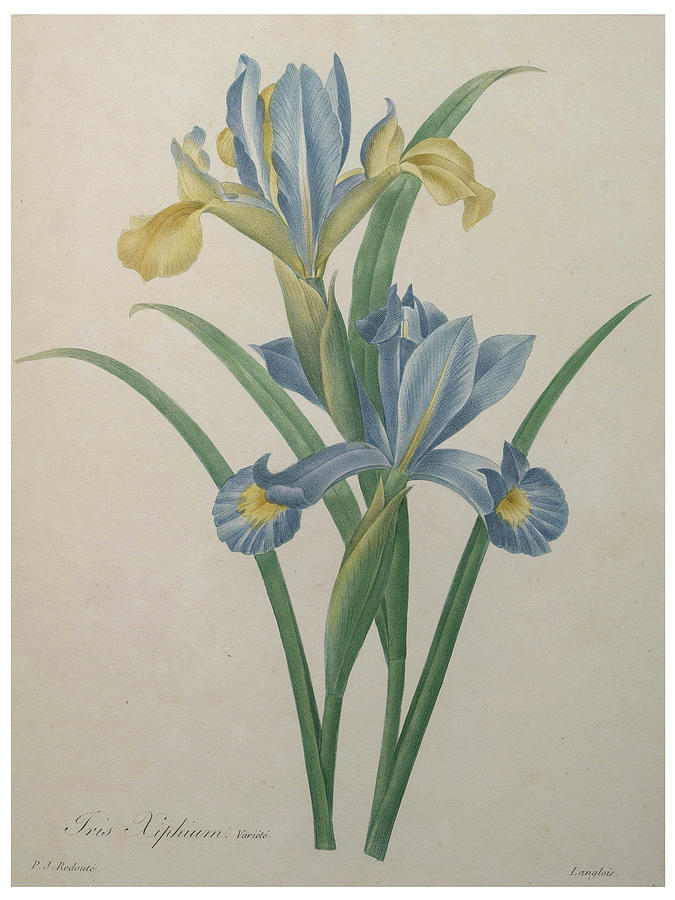 Iris #1 Painting by Pierre-Joseph Redoute - Pixels