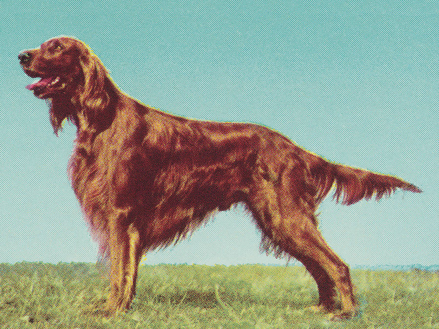 Vintage Drawing - Irish Setter #1 by CSA Images