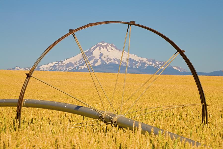 Irrigation Pipe In Wheat Field With #1 Photograph by Design Pics / Craig Tuttle