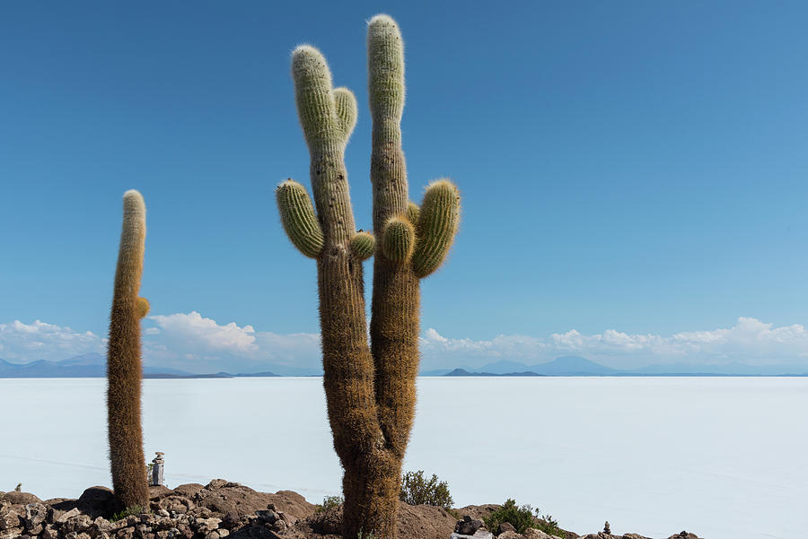 Isla Incahuasi, Andes, Bolivia #1 Digital Art by Heeb Photos