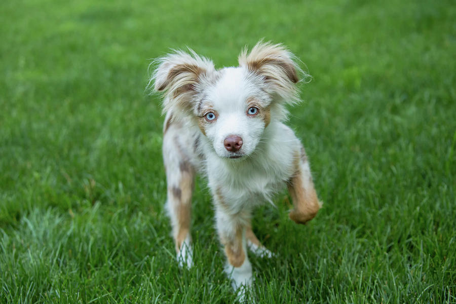 Cavalier King Charles Spaniel Photograph - Issaquah, Wa Cavalier King Charles by Janet Horton Cavalier King Charles Spaniel Photograph - Issaquah, Wa Cavalier King Charles by Janet Horton