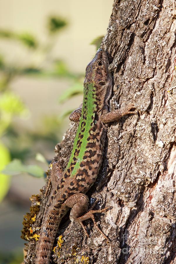 Italian Wall Lizard #1 Photograph by Heath Mcdonald/science Photo Library