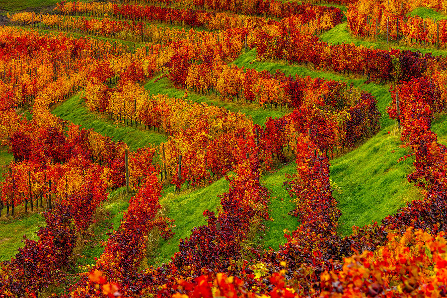 Italy, Friuli-venezia Giulia, Udine District, Colli Orientali, Premariacco, Colorful Autumnal Vineyard In Rocca Bernarda #1 Digital Art by Olimpio Fantuz