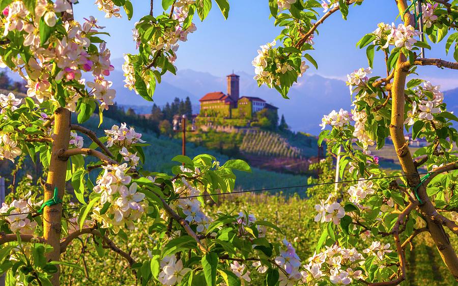 Italy, Trentino-alto Adige, Alps, Trento District, Trentino, Val Di Non, Tassullo, Castel Valer And Apple Trees In Spring #1 Digital Art by Olimpio Fantuz
