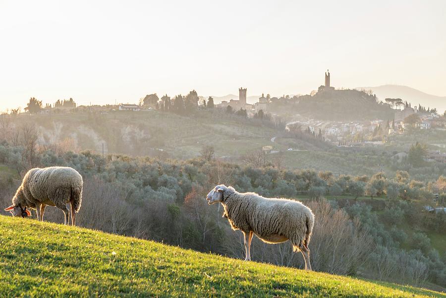 Italy, Tuscany, Pisa District, San Miniato, View Of San Miniato #1 Digital Art by Stefano Coltelli