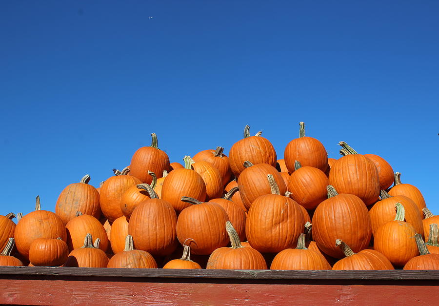 Thanksgiving Photograph - Its Pumpkin Season by Dora Sofia Caputo