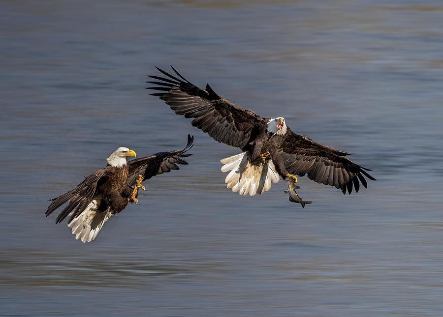Eagle Photograph - Its Mine! #1 by Rob Li