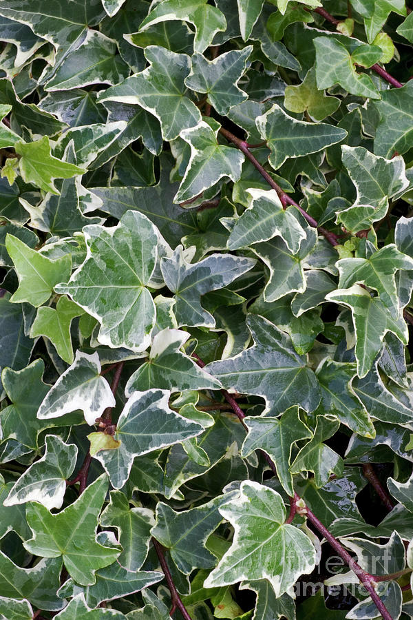 Nature Photograph - Ivy (hedera Helix silver King) #1 by Geoff Kidd/science Photo Library