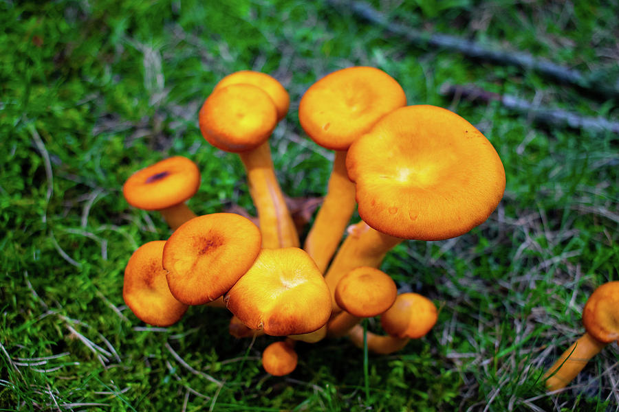 Jack O Lantern Mushrooms Photograph By Aris Mozes