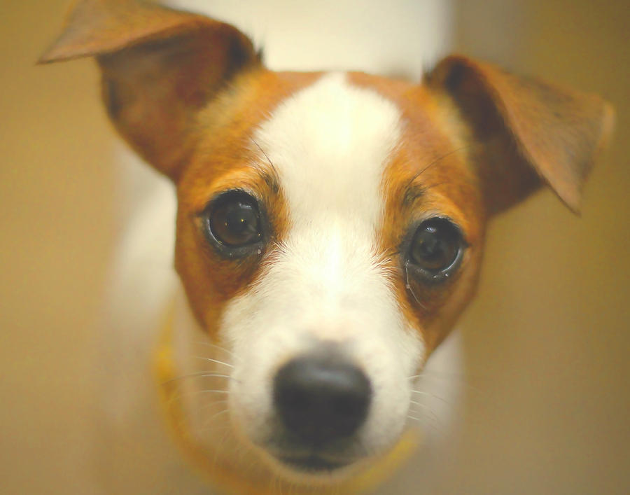 Jack Russell Dogs Photograph by Dave Byrne - Fine Art America