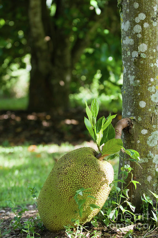 Manual Jackfruit Opening Knife Special Jackfruit Knife, 48 OFF