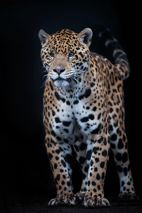 Jaguar #1 Photograph by © Justin Lo