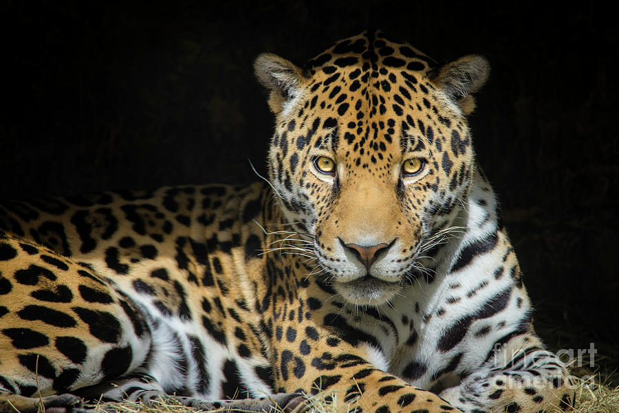 Jaguar In Cave #1 Photograph by W. Drew Senter, Longleaf Photography
