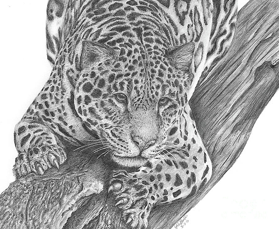 Jaguar Drawing by Julie Bockes Pixels