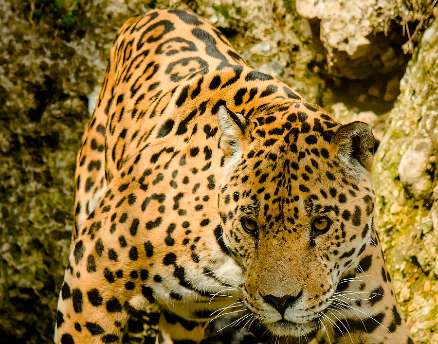 Jaguars The Largest Wild Cat In The Americas Photograph By Dave Byrne Fine Art America