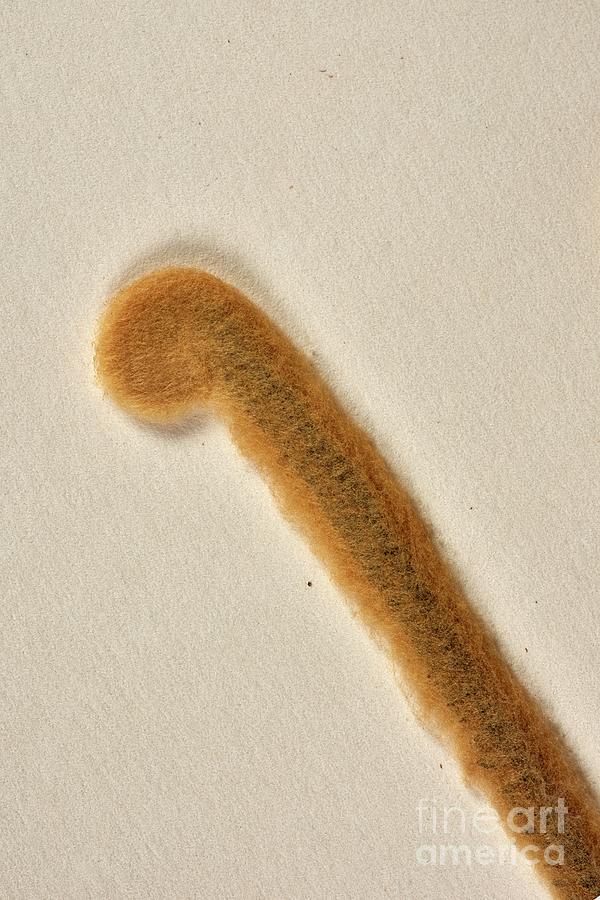 Monilophytes Photograph - Jamesonia Canescens Fern Specimen by Natural History Museum, London/science Photo Library Monilophytes Photograph - Jamesonia Canescens Fern Specimen by Natural History Museum, London/science Photo Library