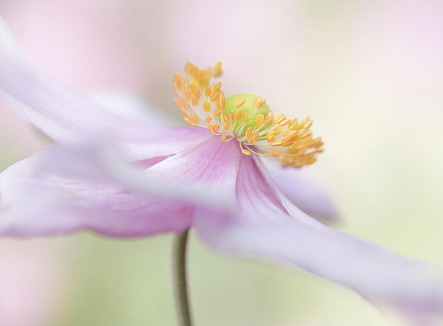 Flower Photograph - Japanese Anemone #1 by Mandy Disher