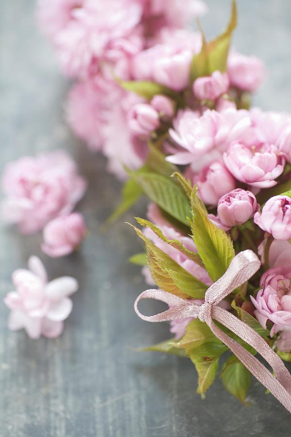 Japanese Cherry Blossom #1 Photograph by Alicja Koll
