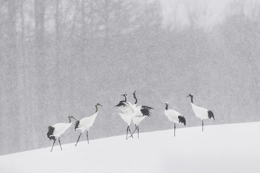 Crane Photograph - Japanese Cranes #1 by Roberto Marchegiani