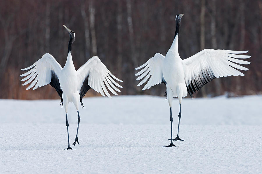 Japanese Cranes Standing Upright #1 Photograph by Mint Images - Art Wolfe