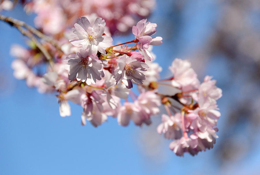 Japanese Flowering Cherry, Prunus Serrulata, Germany, Europe #1 ...