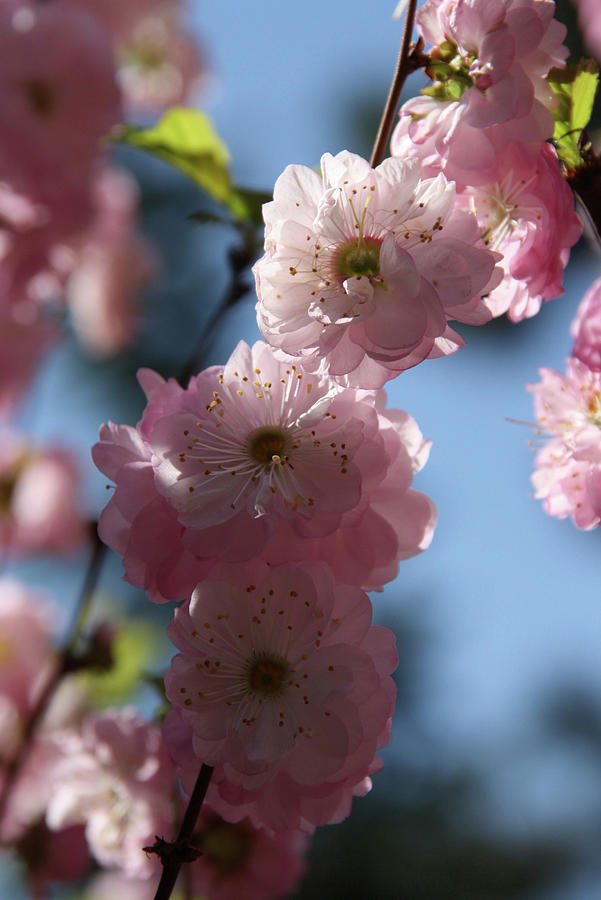 Japanese Flowering Cherry #1 Photograph by Sonja Zelano