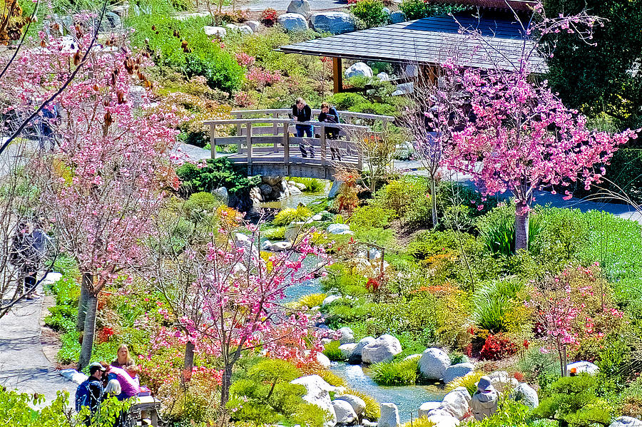 Japanese Garden In Balboa Park In San Diego California Photograph
