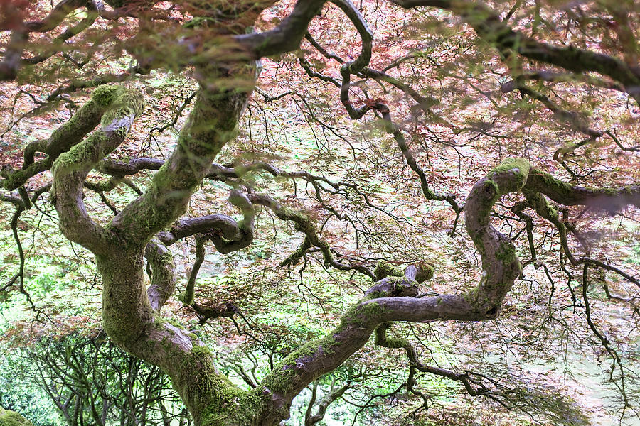 Nature Digital Art - Japanese Garden, Portland, Oregon, Usa #1 by Steve Prezant