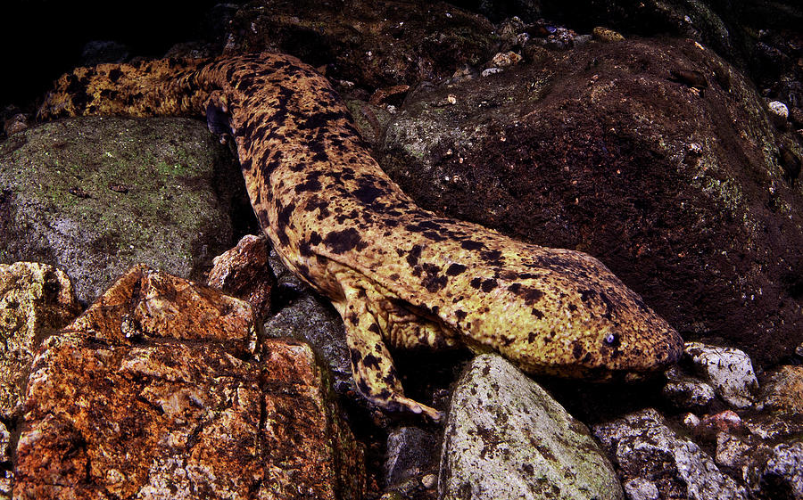 Japanese Giant Salamander Andrias #1 Photograph by Dante Fenolio