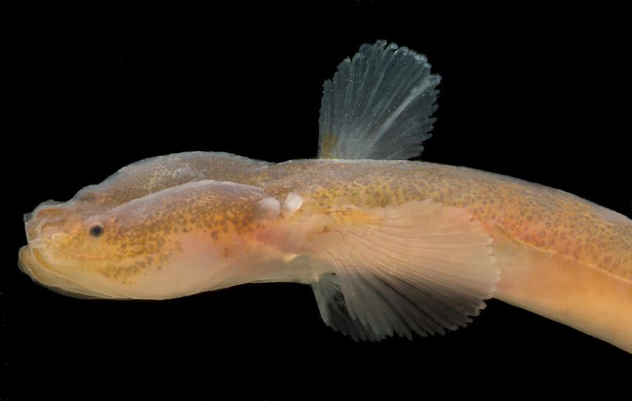 Japanese Groundwater Goby Luciogobius #1 Photograph by Dante Fenolio