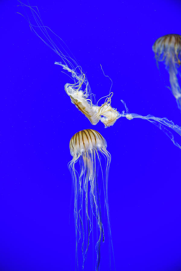 Japanese Jellyfish #1 Photograph by Kenny Thomas