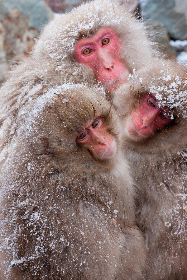 Japanese Macaques, Japanese Alps #1 Photograph by Mint Images/ Art Wolfe