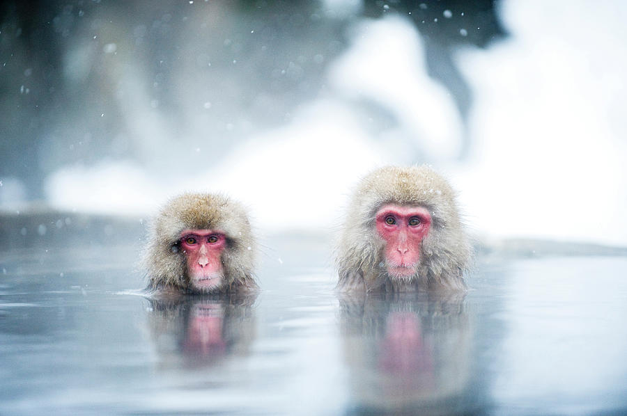 Japanese Macaques Photograph by Yusuke Okada/a.collectionrf - Fine Art ...