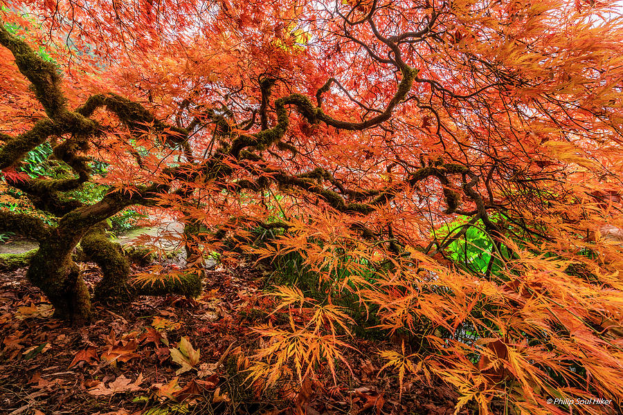 Japanese maple #1 Photograph by Philip Cho