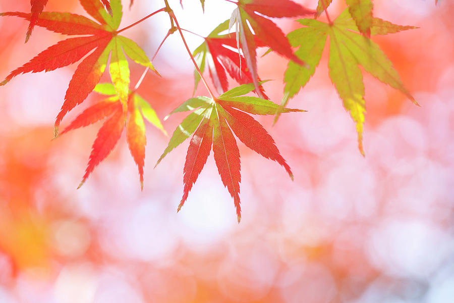 Japanese Maple Tree In Autumn #1 Photograph by Mizuki/a.collectionrf