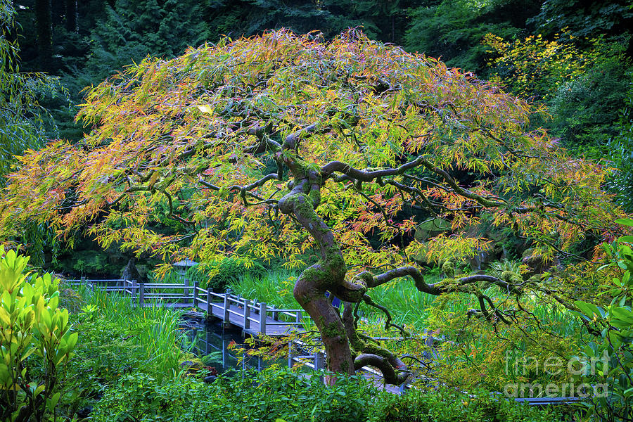 Japanese Maple Tree #1 Photograph by Inge Johnsson