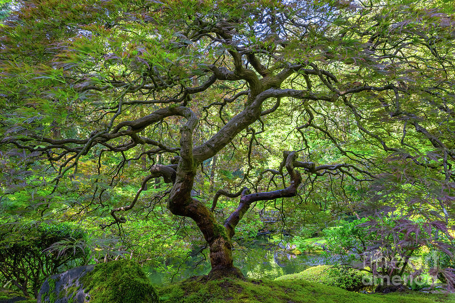 Japanese Maple Tree  #1 Photograph by Michael Ver Sprill