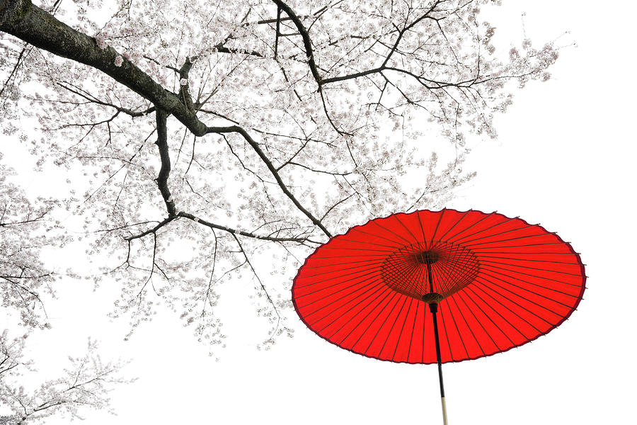 Japanese Umbrella #1 Photograph by Ooyoo