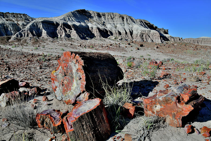 Jasper Forest in Petrified Forest NP #1 Photograph by Ray Mathis