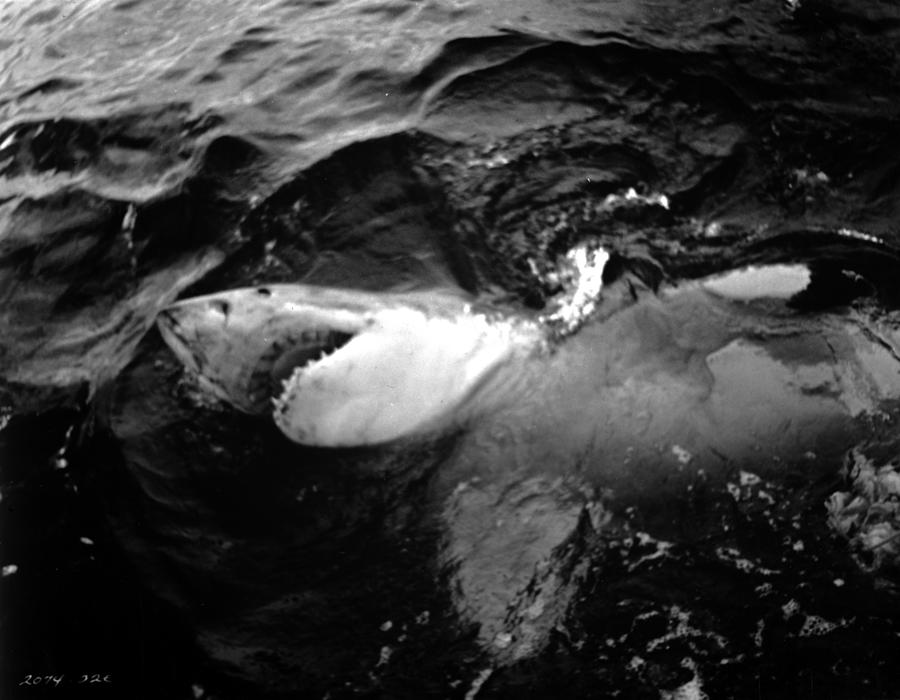 Jaws Photograph - Jaws #1 by Movie Star News