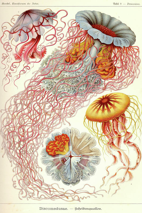 Nature Painting - Jelly Fish #1 by Ernst  Haekel