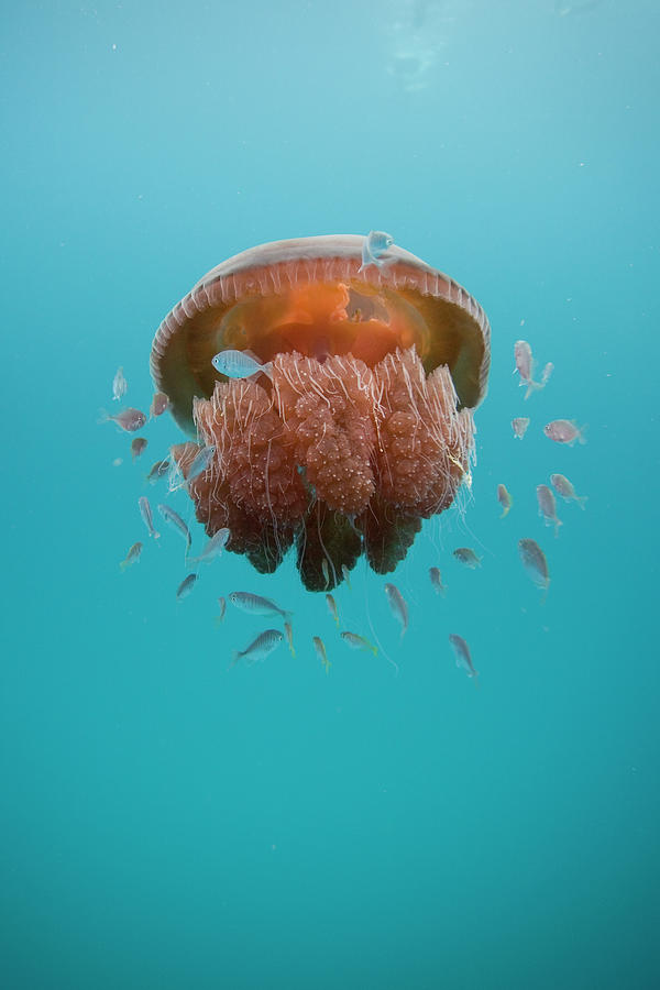 Jelly Fish #1 Photograph by Scott Portelli