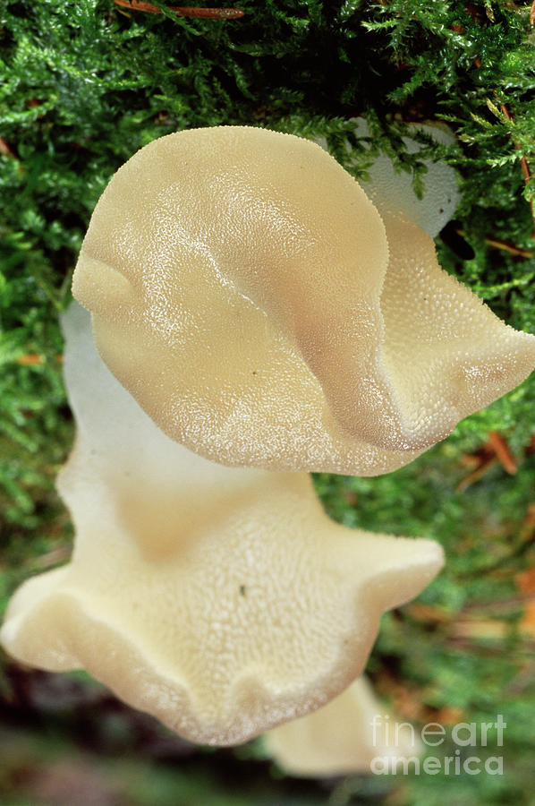 Jelly Tongue Fungus Photograph by John Wright/science Photo Library ...