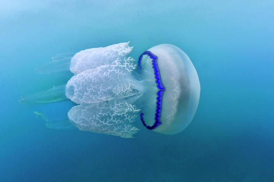 Jellyfish #1 Photograph by © Francesco Pacienza