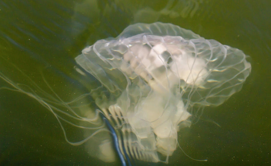 Jellyfish in Chesapeake Bay #1 Photograph by Karen Foley